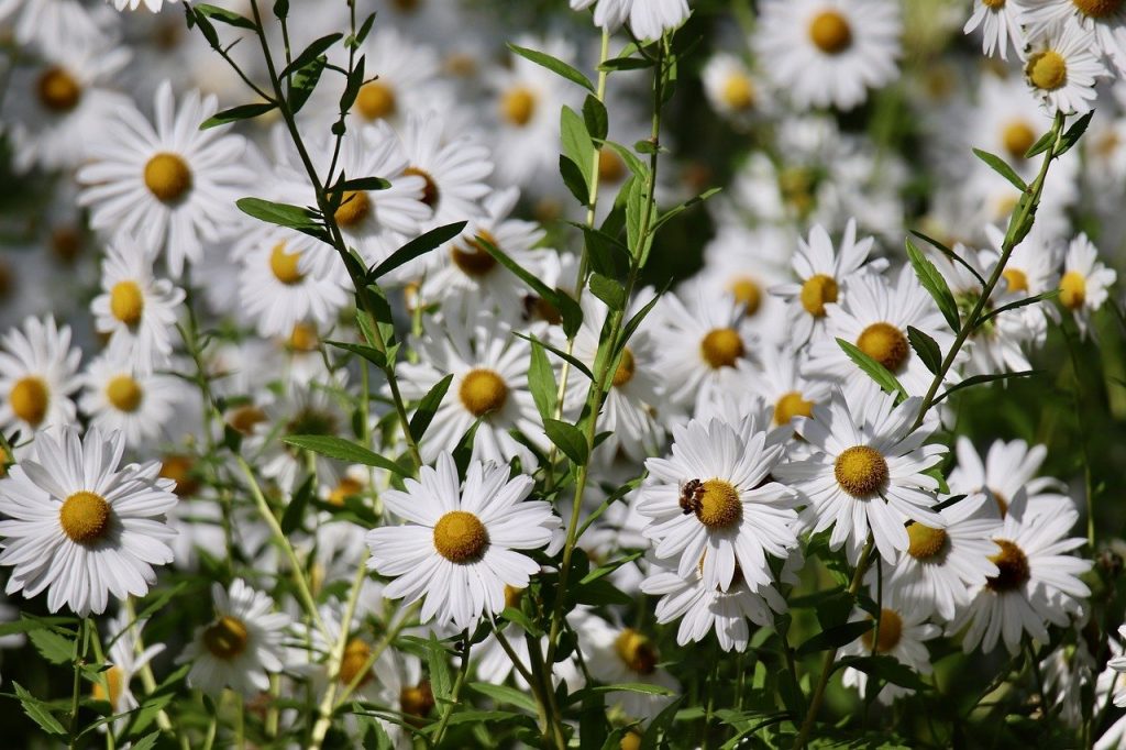 daisies, late blooming, insect-8308900.jpg